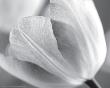 Tulip I by Dennis Frates Limited Edition Print