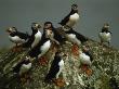 An Atlantic Puffin Flock Perches On A Rock by Frans Lanting Limited Edition Pricing Art Print