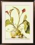 Red Lilies And Conkers by R. Verkerk Limited Edition Print