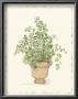 Green Plant In A Clay Pot by Cappello Limited Edition Pricing Art Print