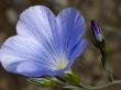 Purple Flower And Bud Of Linum Narbonense, Or Narbonne Flax by Stephen Sharnoff Limited Edition Print