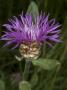 Centaurea Pullata, Called In French, Centaure Borde De Noir by Stephen Sharnoff Limited Edition Pricing Art Print