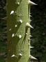 Close View Of The Thorny Trunk Of A Kapok Tree by Stephen Sharnoff Limited Edition Pricing Art Print