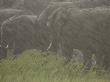 Herd Of African Elephants In A Rain Storm by Beverly Joubert Limited Edition Print