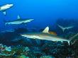 Gray Reef Sharks Swim Above A Bed Of Coral by Nick Norman Limited Edition Print