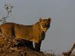 African Lioness, Panthera Leo, Atop A High Vantage Point by Beverly Joubert Limited Edition Print