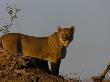 African Lioness, Panthera Leo, Atop A High Vantage Point by Beverly Joubert Limited Edition Pricing Art Print