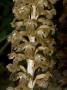 Neottia Nidus-Avis, La N?�Otttie Nid D'oiseau, Or Bird's-Nest Orchid by Stephen Sharnoff Limited Edition Pricing Art Print