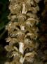 Neottia Nidus-Avis, La N?©Otttie Nid D'oiseau, Or Bird's-Nest Orchid by Stephen Sharnoff Limited Edition Pricing Art Print