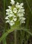 Flowers Of Prunella Laciniata, Or Cut-Leaved Self-Heal by Stephen Sharnoff Limited Edition Print