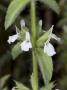 Sideritis Romana, La Crapaudine Romaine, Or Simplebeak Ironwort by Stephen Sharnoff Limited Edition Print