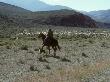 Sheepherder On Horseback With His Dog, Herds Sheep On Open Range by Stephen Sharnoff Limited Edition Print