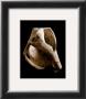 Whelk by Sondra Wampler Limited Edition Print