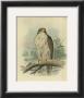 Iceland Falcon by F.W. Frohawk Limited Edition Pricing Art Print