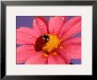 Ladybird by Ratier Limited Edition Pricing Art Print