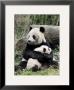 Giant Panda, Mother And Baby by Eric Baccega Limited Edition Pricing Art Print