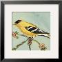 Bird Square I by Suzanne Etienne Limited Edition Print