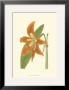 Lily Varieties Ii by Samuel Curtis Limited Edition Print