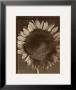 Sunflower by Tom Baril Limited Edition Pricing Art Print