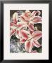 Lilacs And Lilies by Linscott Limited Edition Print