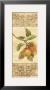 Apple Botanical Brocade I by Albena Hristova Limited Edition Pricing Art Print