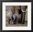 Inseparable Friends by Anup Shah Limited Edition Print
