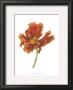 Tulip Beauty I by Jennifer Goldberger Limited Edition Pricing Art Print