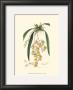 Elegant Orchid I by Sydenham Teast Edwards Limited Edition Pricing Art Print