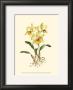 Yellow Cattleya Orchid by Joy Waldman Limited Edition Print