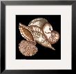 Designer Shells I by Debbie Dewitt Limited Edition Print