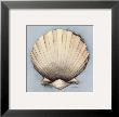 Coastal Shell Ii by Avery Tillmon Limited Edition Pricing Art Print