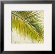 Baru Palm Iii by Patricia Quintero-Pinto Limited Edition Pricing Art Print