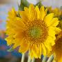 Sunny Sunflower I by Nicole Katano Limited Edition Print