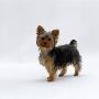Yorkshire Terrier Puppy Standing Up by Jane Burton Limited Edition Print