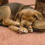 Lakeland Terrier X Border Collie Puppy Sleeping On Top Of A Brown Shoe by Jane Burton Limited Edition Print