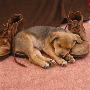 Lakeland Terrier X Border Collie Puppy Sleeping Next To Pair Of Brown Shoes by Jane Burton Limited Edition Print