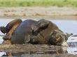 Black Rhinoceros, Wallowing And Rolling In Mud, Etosha National Park, Namibia by Tony Heald Limited Edition Print