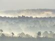 Ancient Pine Forest Emerging From Dawn Mist, Strathspey, Scotland, Uk by Pete Cairns Limited Edition Print
