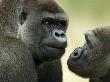 Two Western Lowland Gorillas Face To Face, Uk by T.J. Rich Limited Edition Pricing Art Print