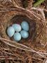 Hedge Sparrow / Dunnock, Nest With Five Eggs, Uk by Jane Burton Limited Edition Print