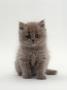 Domestic Cat, 7-Week, Male Blue Longhair Persian Kittens by Jane Burton Limited Edition Print