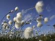 Cotton Grass, Blowing In Wind Against Blue Sky, Norway by Pete Cairns Limited Edition Print