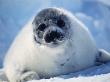Harp Seal Pup On Ice At Start Of Moult, Magdalen Is, Canada, Atlantic by Jurgen Freund Limited Edition Print