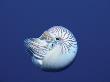 Pearly Nautilus Swimming, Indo-Pacific by Jurgen Freund Limited Edition Print