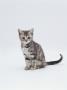 Domestic Cat (Felis Catus) Portrait Of 10-Week-Old Kitten Sitting by Jane Burton Limited Edition Pricing Art Print
