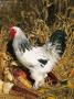 Male Brahma Breed Domestic Chicken With Vegetables, Usa by Lynn M. Stone Limited Edition Print