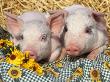 Two Domestic Piglets, Mixed-Breed by Lynn M. Stone Limited Edition Pricing Art Print