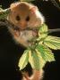 Common Dormouse, Belgium by De Meester Limited Edition Pricing Art Print