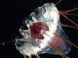 (Periphylla Sp) Jellyfish, Deep Sea Atlantic Ocean by David Shale Limited Edition Print