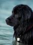 Black Newfoundland Standing In Water by Adriano Bacchella Limited Edition Print